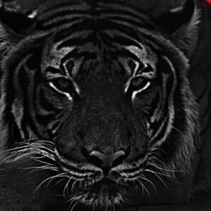 Deep Dark Photoshop Action