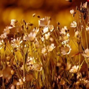 Dramatic Autum Action