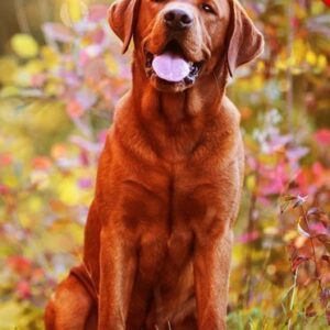 Autmn Mood Ps Action