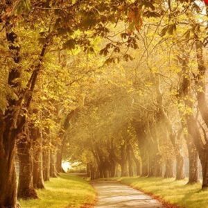 Autmn Romantic Mood Ps Action