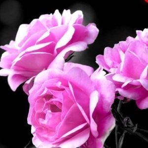 Auto Selective Color Photoshop Action