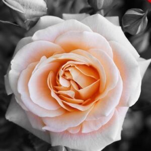 Selective Area Color Photoshop Action