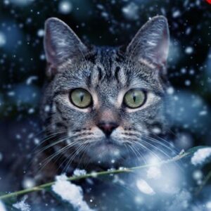 Snow Effect Photoshop Action