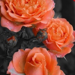 Auto Selective Color