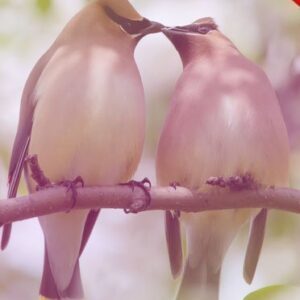 Romantic Mood Effect