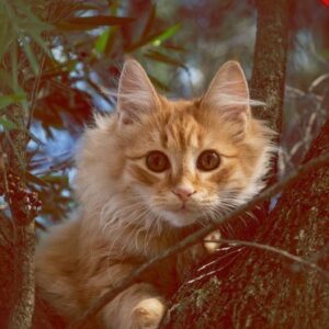 Cinematic Orange Photoshop Action